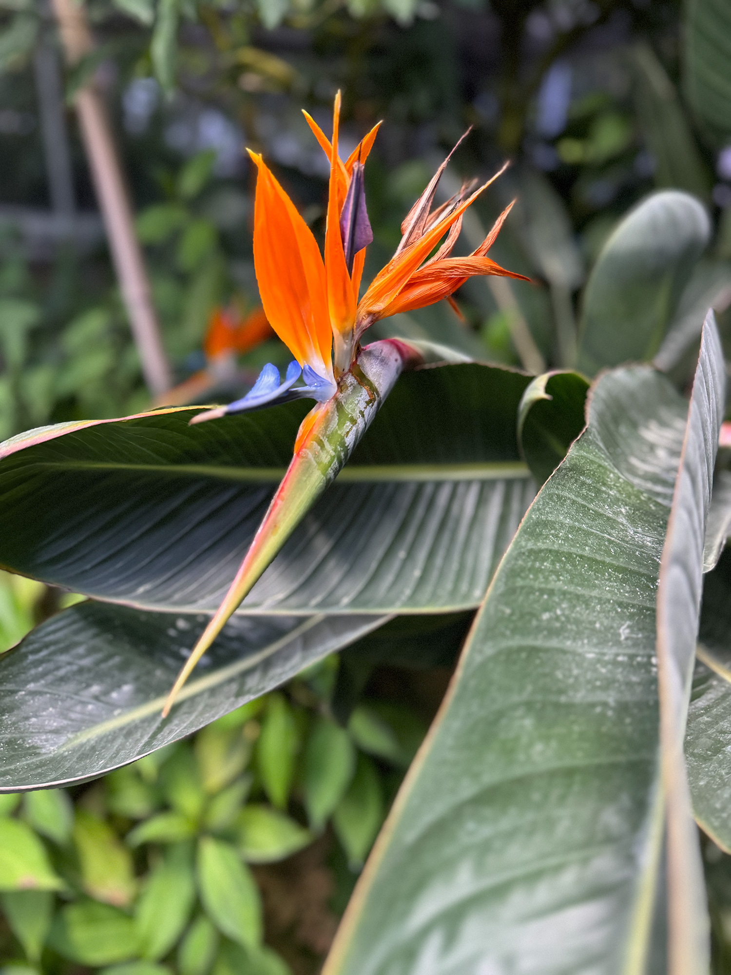 Bird of Paradise plant