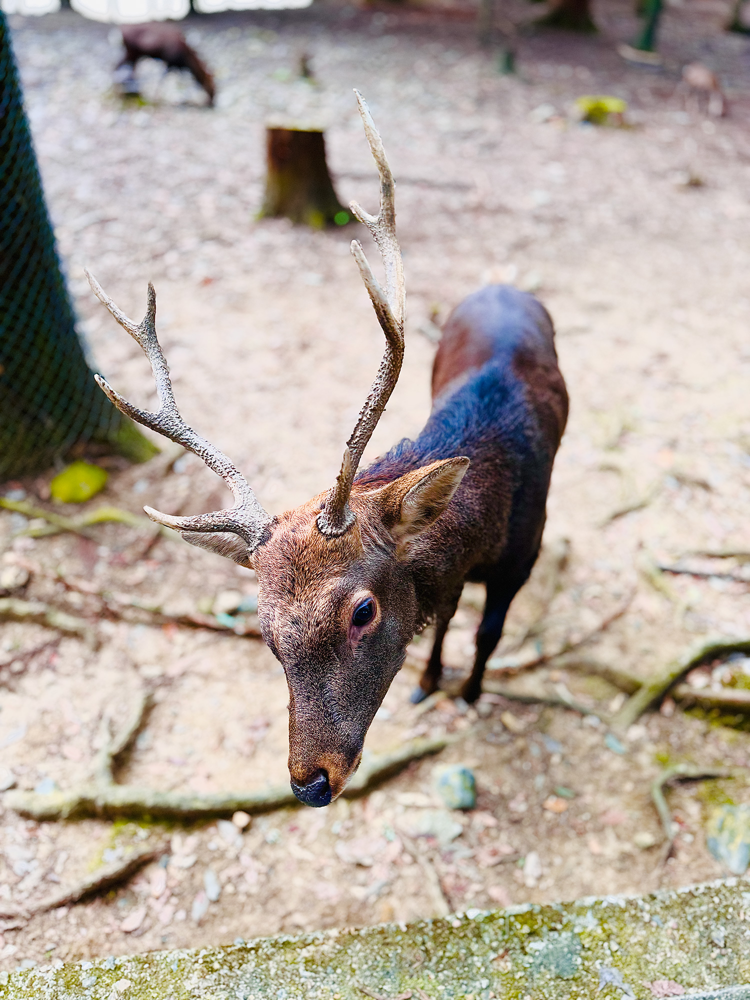 A colorful deer in Nara, Japan