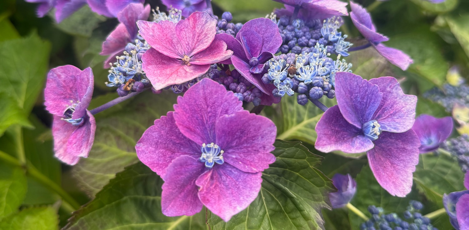 Hydrangea macrophylla